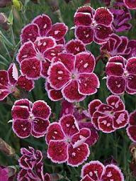 Dianthus 'Fire and Ice' shipped from Grower to your door