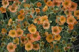 Geum TOTALLY TANGERINE ('Tim's Tangerine') shipped from Grower to