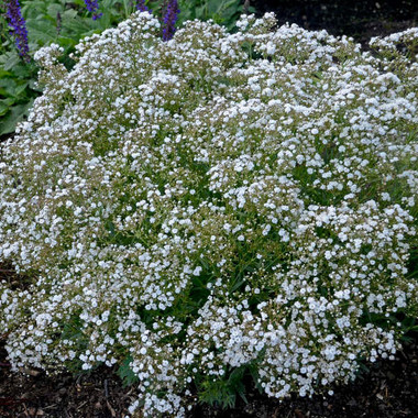 Gypsophila FESTIVAL STAR TM ('Danfestar') shipped from