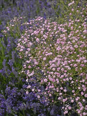 人気 ブランド チェック gypsophila-my-pink-p-dangyp39- ブルゾン