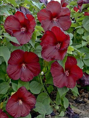 Hibiscus 'Heartthrob' shipped from Grower to your door