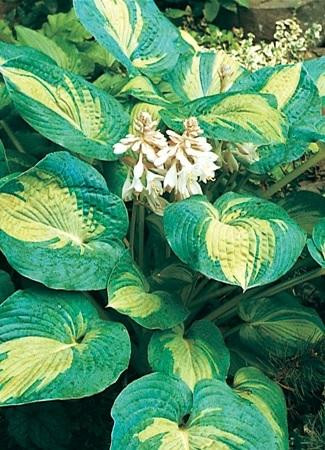 Hosta GREAT EXPECTATIONS shipped from Grower to your door