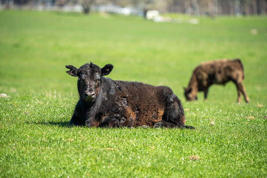 Why Grass-Fed Beef is the Best Choice: Health, Sustainability, and Taste Why Grass-Fed Beef is the Best Choice: Health, Sustainability, and Taste