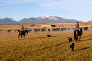 The Ultimate Gift for Meat Lovers: Why Montana Ranch and Cattle Company's Meats Are In a League of Their Own