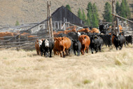 Largest Beef Supply Drop in 40 Years
