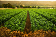 China’s GMO Crops: A Hidden Danger to American Farms?