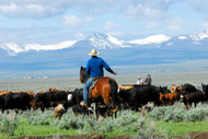 The Real Difference Between Grass-Fed and Grain-Fed Beef