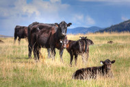 Grass-Fed Beef: Better for You and the Planet