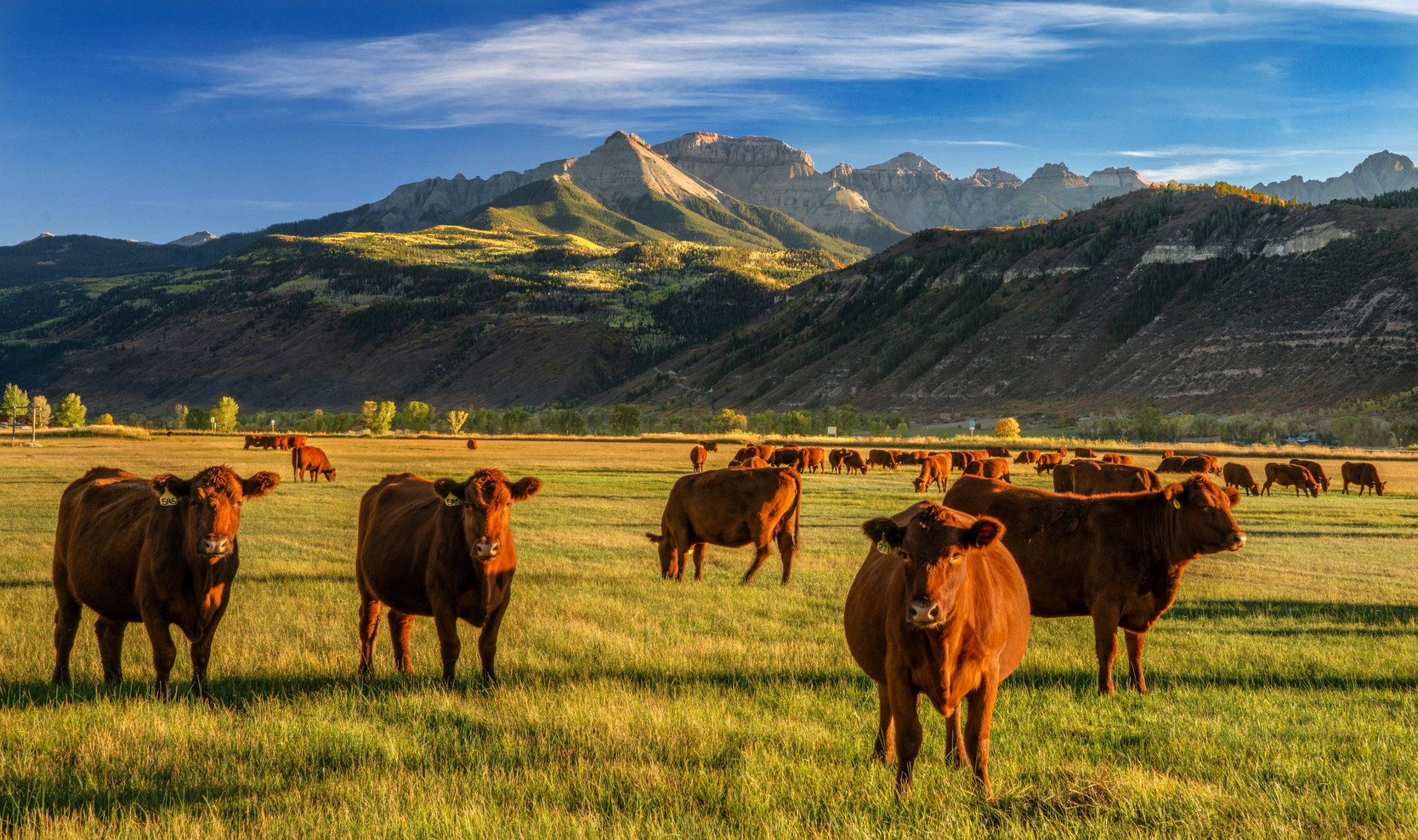 Montana Ranch and Cattle Company Since 1836, Grass-fed Beef