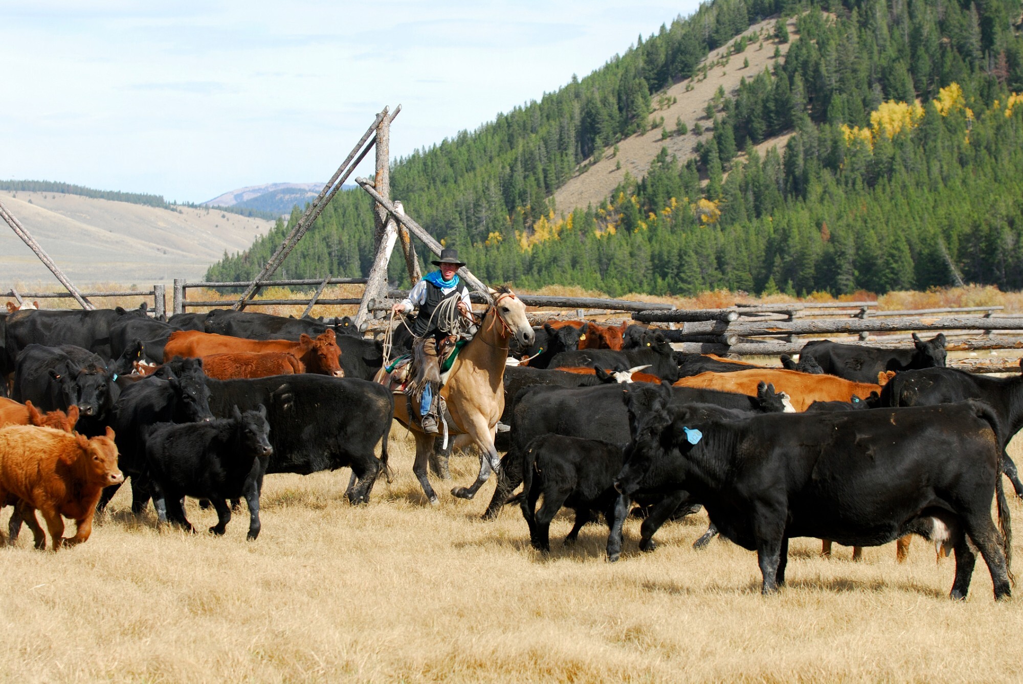 Join the 1836 Herd