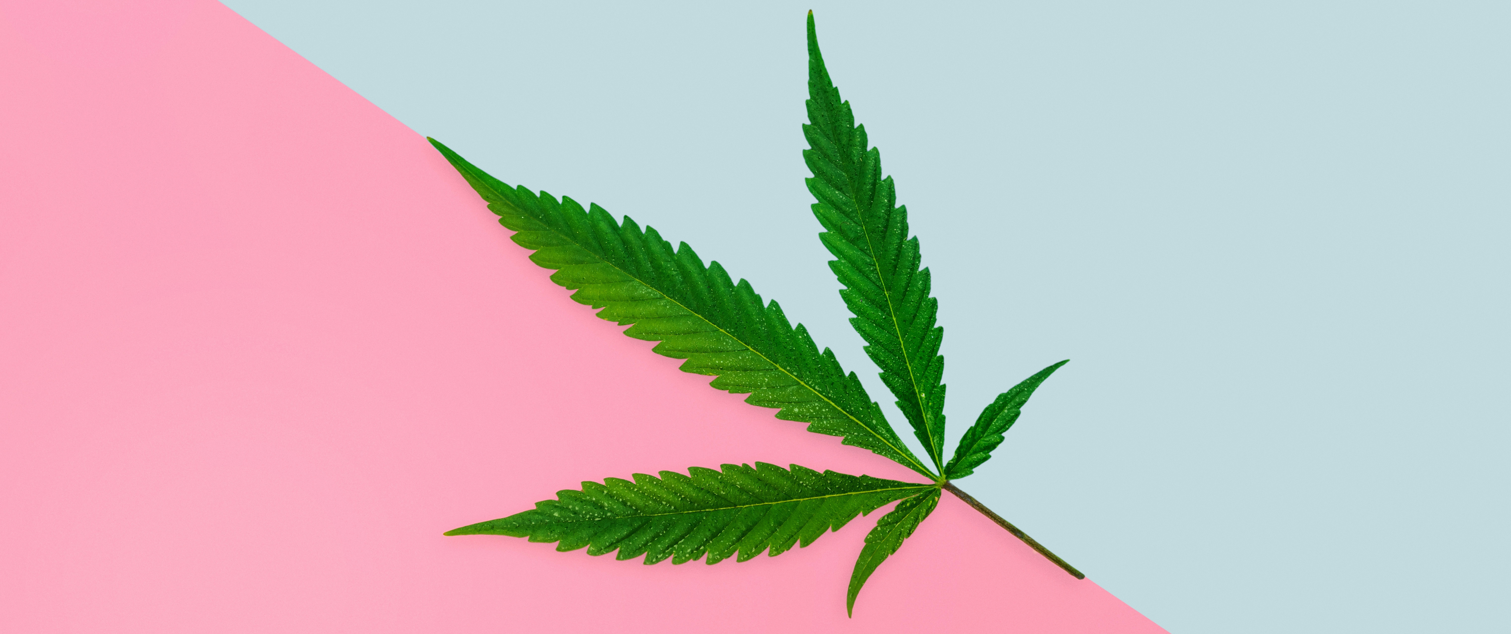 cannabis-leaf-in-the-middle-of-pastel-pink-and-blu-gw3uysu.jpg