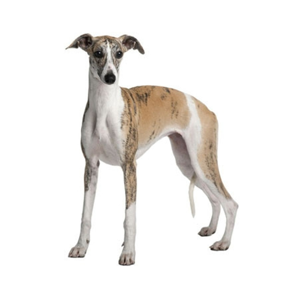 Whippet