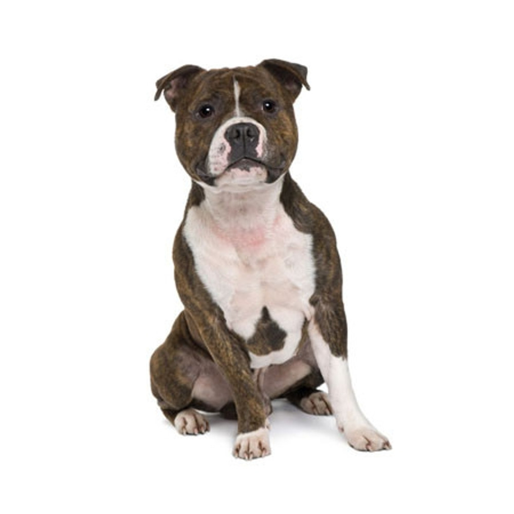 Staffordshire bull terrier