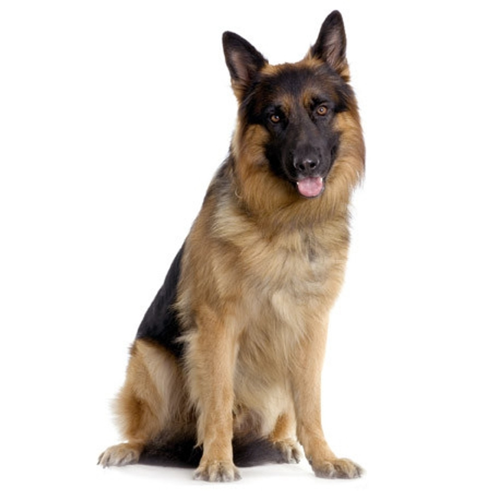 German Shepard