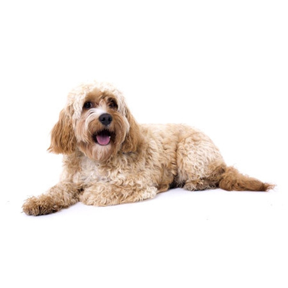 Cavoodle