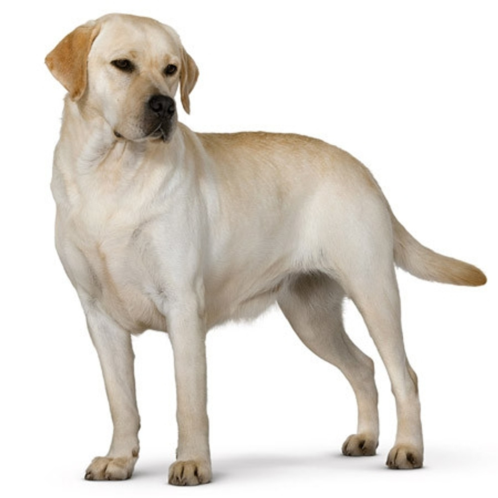 Labrador