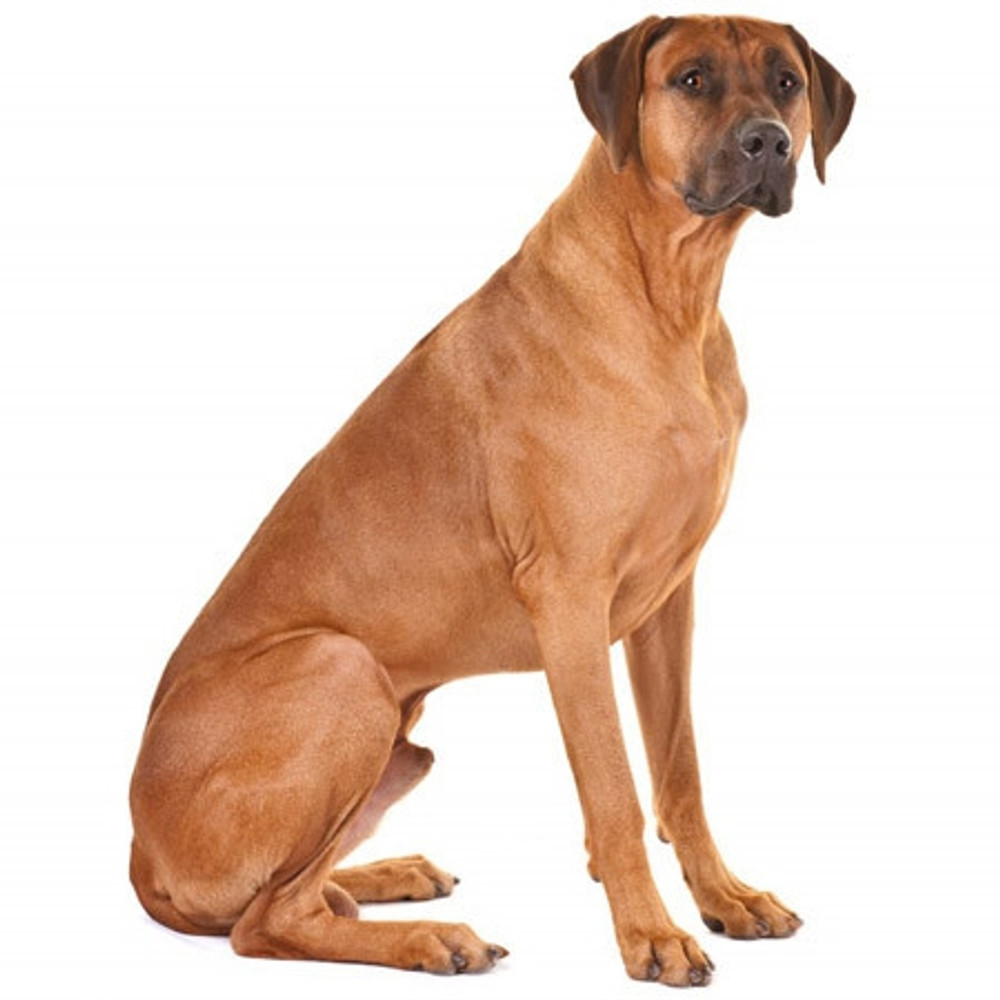 Ridgeback