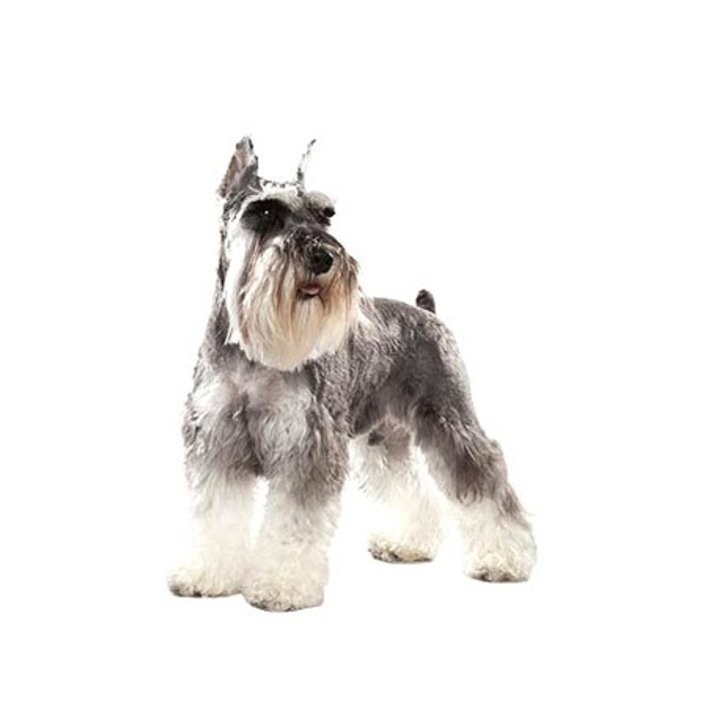 Schnauzer