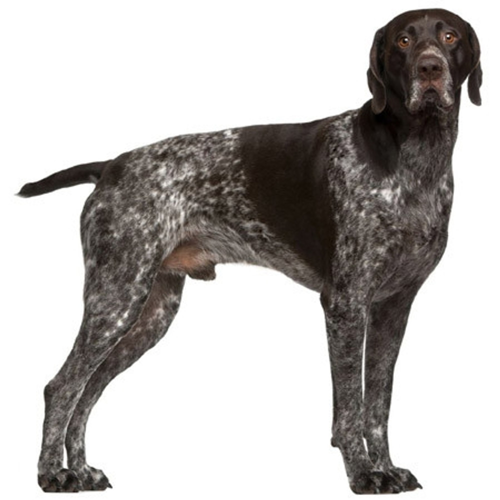 German Shorthaired Pointer