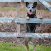 Dog containment systems buying guide