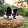 ​Why you should consider a dog containment system