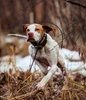 Dogtra Dog Containment Fence Systems — Which One is Right for Your Property?