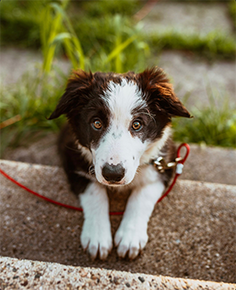 Understanding why dogs bark excessively Understanding why dogs bark excessively