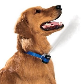 Are E-Collars Safe For Your Dog? Are E-Collars Safe For Your Dog?