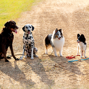 What are the most popular dog breeds and why