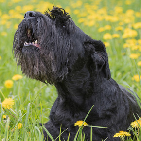 How To Choose The Best Anti-Bark Collar