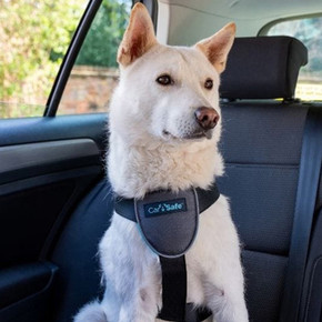 WHY IT IS SO IMPORTANT TO RESTRAIN YOUR DOG WHEN DRIVING WHY IT IS SO IMPORTANT TO RESTRAIN YOUR DOG WHEN DRIVING