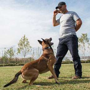 Tips For Teaching A Dog Recall