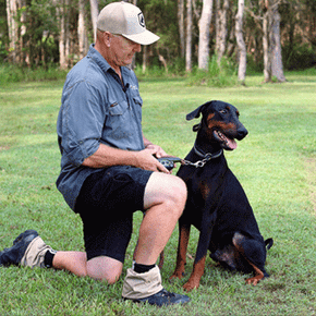 E-collars and rewards-based training E-collars and rewards-based training