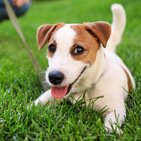 Why is it important to socialise my dog