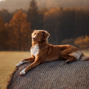 Why should I consider a tracking collar for my dog.   Why should I consider a tracking collar for my dog.