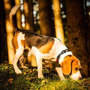 Choosing the Right Training Collar: Dogtra 1900x vs Garmin Sport Pro