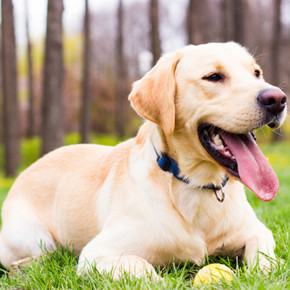 Understanding Your Dog’s Body Language
