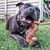 Happy Staffy Chewzilla Staffy Balboa Tough Dog Toy