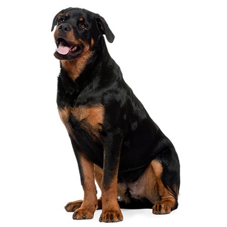 Rottweiler