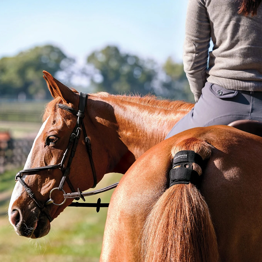 Equine Horse Wellness