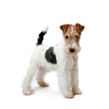 Fox Terrier