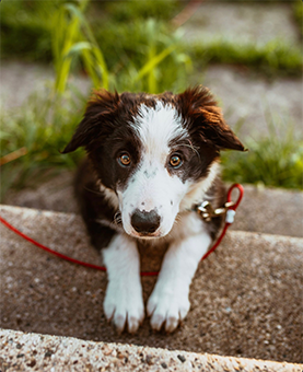 Understanding why dogs bark excessively Understanding why dogs bark excessively