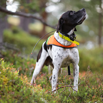 Introduction to dog tracking products Introduction to dog tracking products