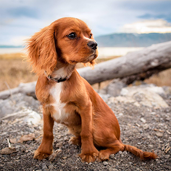 Choosing the right bark collar Choosing the right bark collar