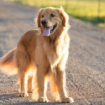 How does an invisible dog fence work? - DOGMASTER TRAINERS NEW ZEALAND