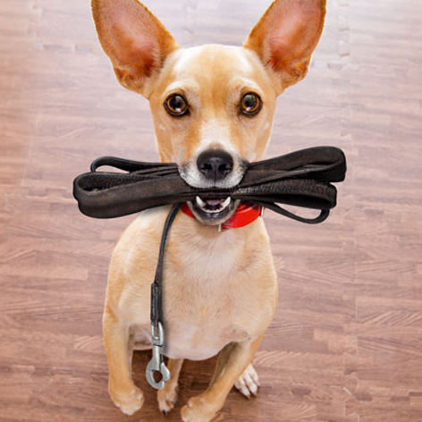 How To Teach A Dog To Walk On A Leash