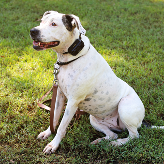 ​Using e-collars to prepare for the dog park