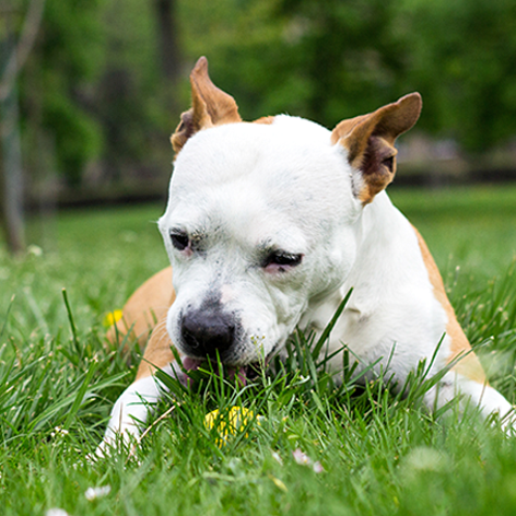 Why my dog is eating grass Why my dog is eating grass