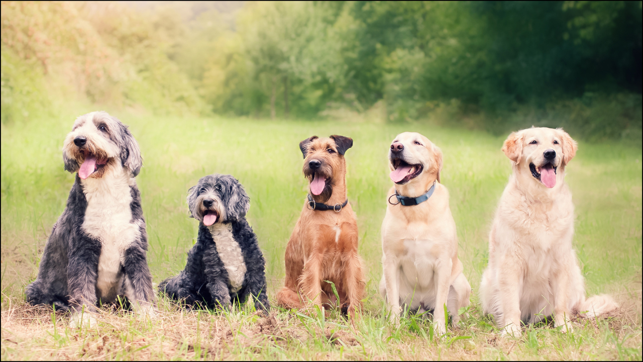 Is Citronella Safe For Dogs? Is Citronella Safe For Dogs?