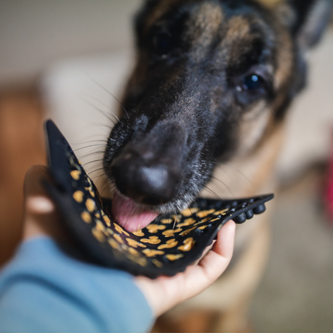 How do lick mats work and why every dog should have one How do lick mats work and why every dog should have one